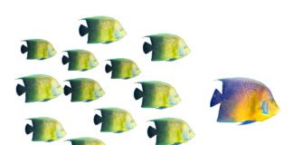 ANP e Dirscuola | Concorso ds: modulo richiesta informazioni