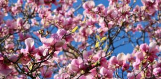 La formazione di primavera per i soci ANP: le registrazioni e i materiali