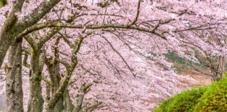 La formazione di primavera: pubblicate le registrazioni dei webinar e le slide