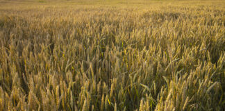 Quando un “sindacato” semina zizzania fra i propri rappresentati